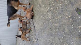 Alle  Megelseherder x duitse herder pups picture 18