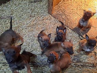 Alle  Megelseherder x duitse herder pups picture 22