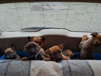 Alle  Megelseherder x duitse herder pups picture 16