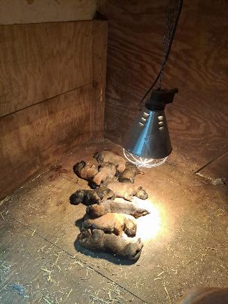 Alle  Megelseherder x duitse herder pups picture 4