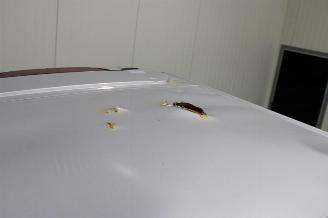 Ford Transit  picture 12